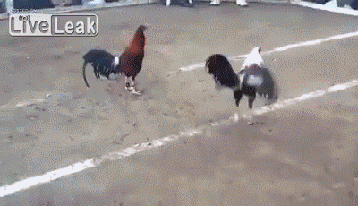 看来以后看到公鸡要绕路行走了，以免脚被咬断动物gif搞笑图片