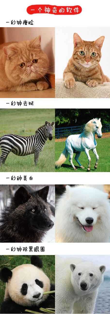 动物版一个神奇的软件动物gif搞笑图片