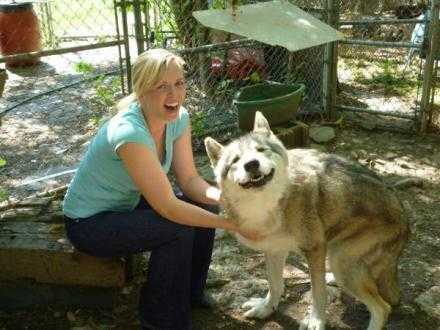 笑成哈士奇的狼动物gif搞笑图片