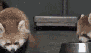 尼玛吓吓吓湿爹了嗷！动物gif搞笑图片