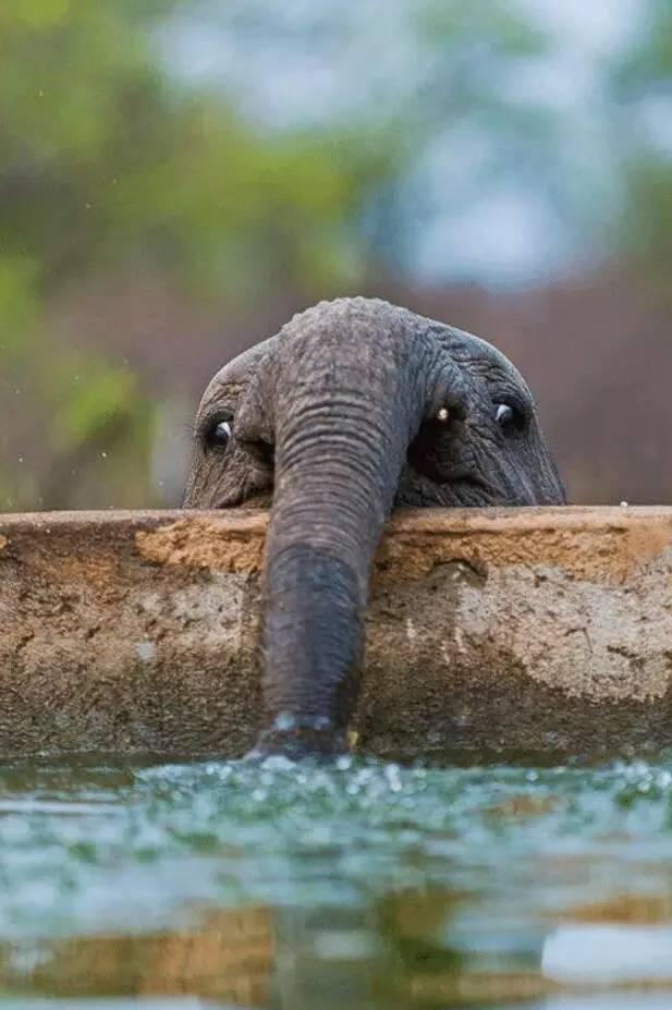 我要玩水动物gif搞笑图片