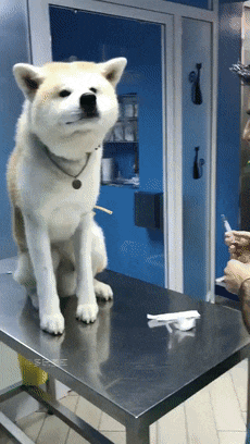 比我小时后打针还老实，好可爱，让姐姐亲一个动物gif搞笑图片