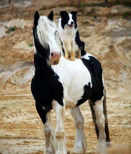 这是撞衫了？动物gif搞笑图片