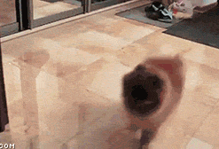 尼玛，撞一下整个狗都不好了动物gif搞笑图片