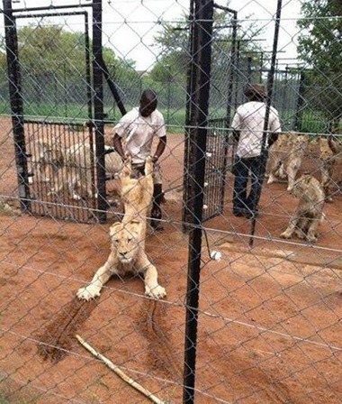 你不能那么熊，你可是兽中之王啊动物gif搞笑图片