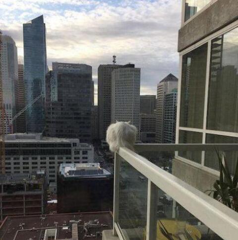 喵了个咪的，别理我我要静静动物gif搞笑图片