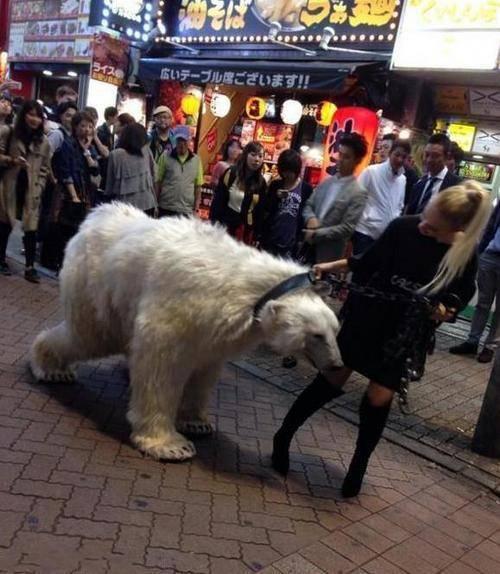 带宠物逛街，回头率这么高动物gif搞笑图片