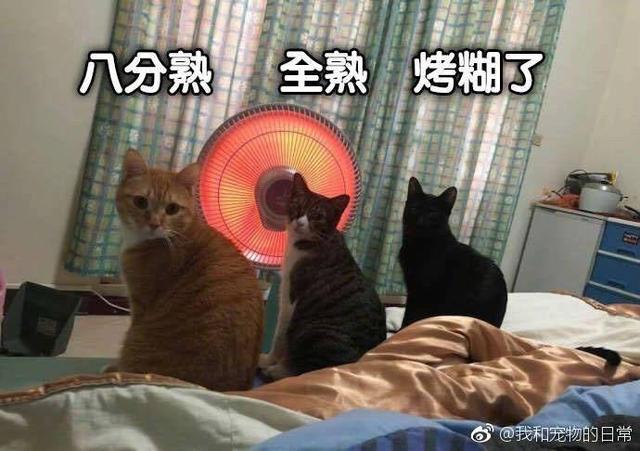 哈哈哈哈哈哈哈应该很香哈哈哈哈动物gif搞笑图片