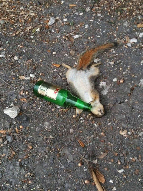 醉生梦死的鼠生，差不多是只废鼠了动物gif搞笑图片