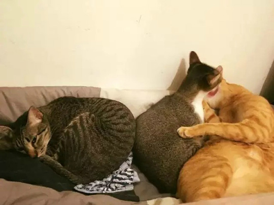 其实单身喵也是挺悲催的动物gif搞笑图片