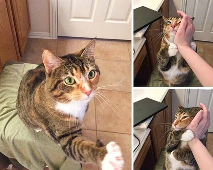 快来摸我一下动物gif搞笑图片