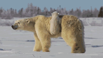 原来北极熊是这样带孩子遛弯动物gif搞笑图片