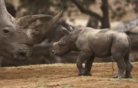 母子间的亲密互动动物gif搞笑图片