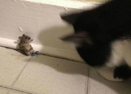 别，有话好好说动物gif搞笑图片