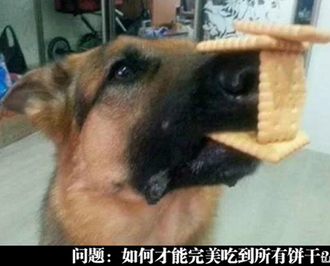 在线等答案，挺急的动物gif搞笑图片