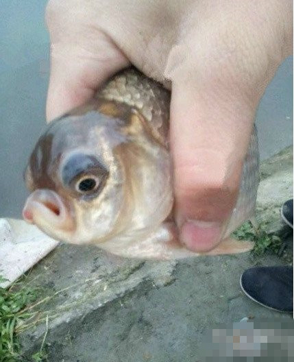 放开我，劳资不服！动物gif搞笑图片