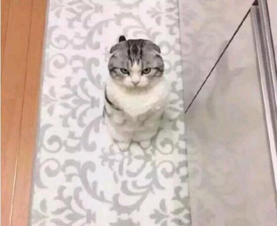 铲屎的，是不是你把我的小鱼干儿给隔壁了动物gif搞笑图片