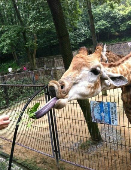 长舌的作用动物gif搞笑图片