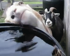 这是用绳命在喝水啊！后面那只表情更亮动物gif搞笑图片