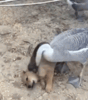 这狗以后没法混了，窝囊到家了动物gif搞笑图片