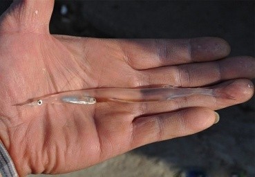 透明的鱼动物gif搞笑图片