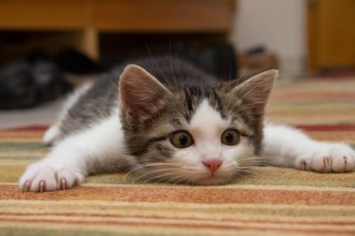 累了趴一会儿动物gif搞笑图片