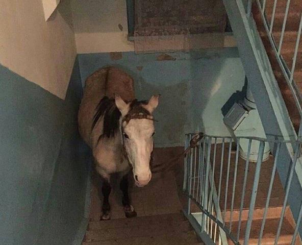 呃，交通工具不要乱摆放啊动物gif搞笑图片