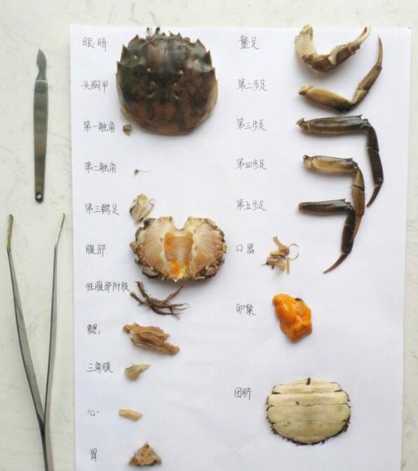 看的很是心疼动物gif搞笑图片