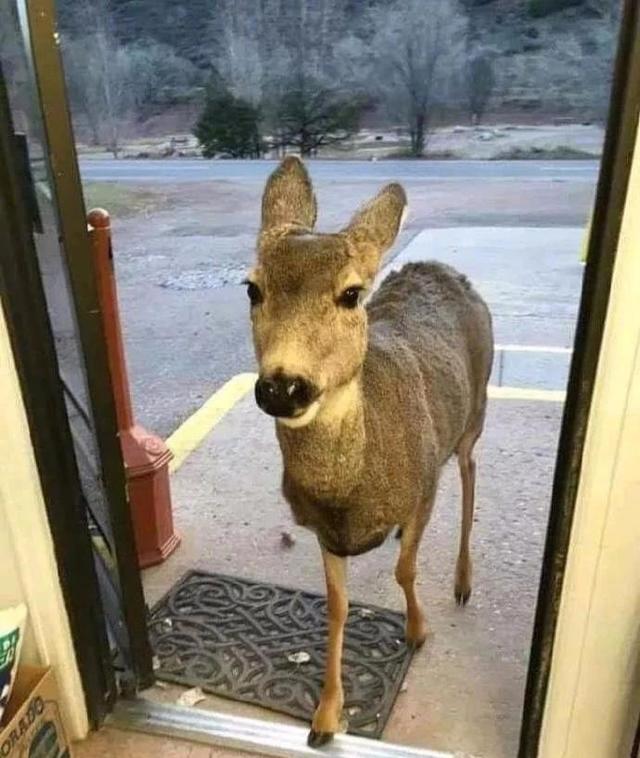 美国科罗拉多州，一只鹿进入一家商店， 店主给了它一把花生。三十分钟后，鹿又来了，带着它的朋友们动物gif搞笑图片