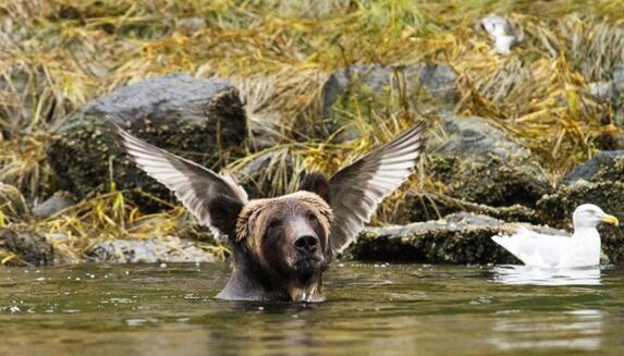 这是什么怪兽？动物gif搞笑图片