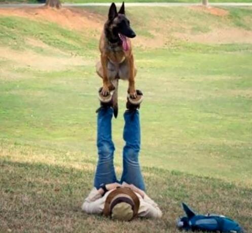 瑜伽已经火到宠物界了动物gif搞笑图片