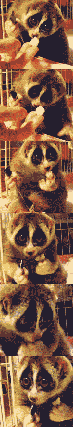 超萌动物吃爆米花动物gif搞笑图片