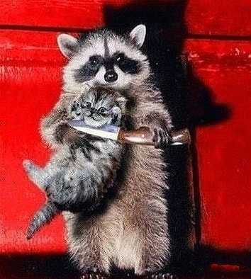 绑架喵星人动物gif搞笑图片