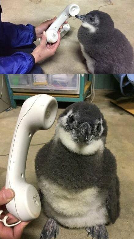 给可爱的企鹅宝宝打电话动物gif搞笑图片