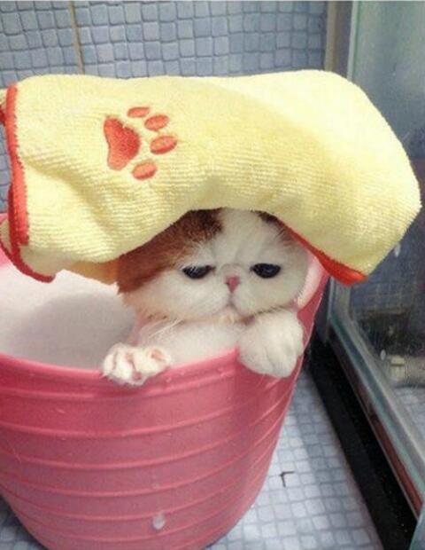 喵星人泡澡什么的最有爱了动物gif搞笑图片