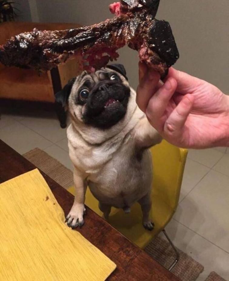 主人，那是我的，快给我动物gif搞笑图片