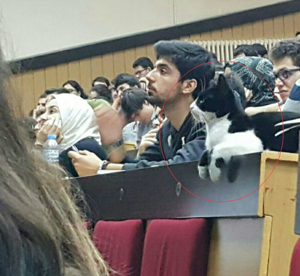 喵星人暴露了动物gif搞笑图片