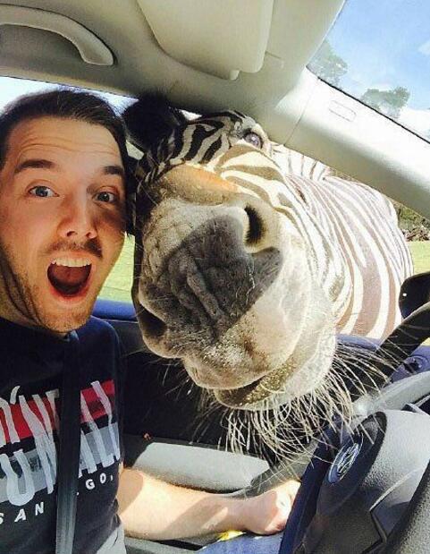 遇到一头特别热情友好的斑马动物gif搞笑图片