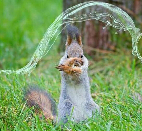 不得了，发现了一只会用水遁的功夫松鼠动物gif搞笑图片