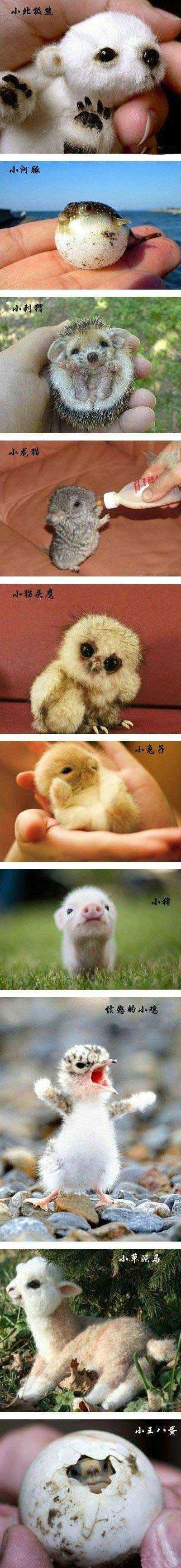 小就是萌，最后一个嘛。。。动物gif搞笑图片