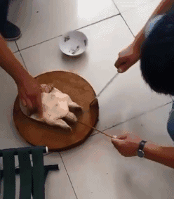 小样，你以为“缩头乌龟”白叫的动物gif搞笑图片