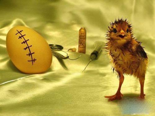 这就是剖宫产的效果？动物gif搞笑图片