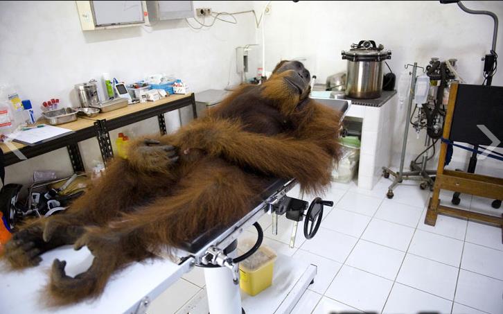 病人情绪不稳定，建议逃命要紧动物gif搞笑图片