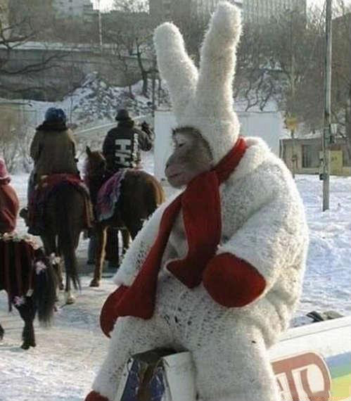 大师兄今天很寂寞动物gif搞笑图片