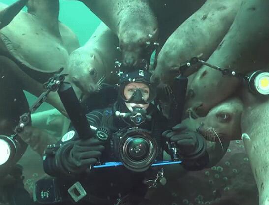 海豹：大家快来看看！这玩意到底该咋吃？动物gif搞笑图片