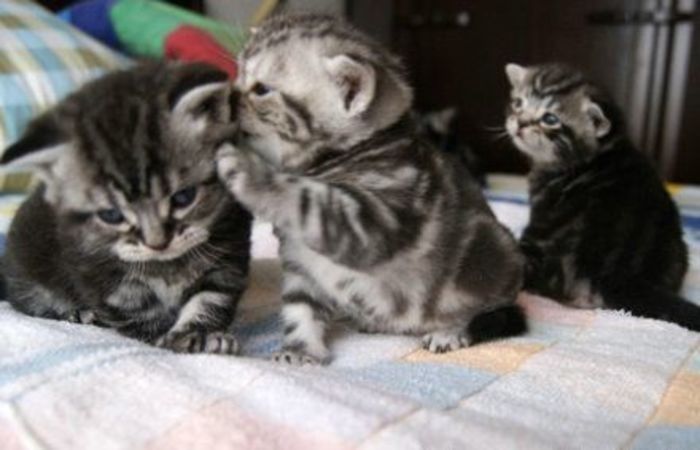 告诉你一个小秘密动物gif搞笑图片