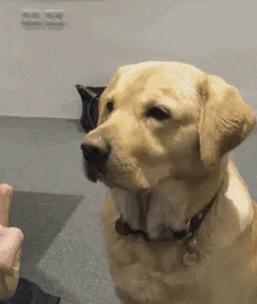 当你挑衅时，喵星和汪星的鲜明对比动物gif搞笑图片