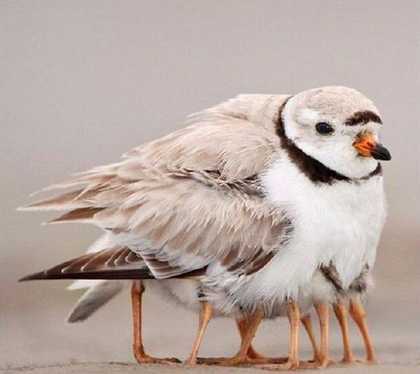 九条腿动物gif搞笑图片