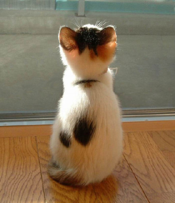 单身喵的背影动物gif搞笑图片