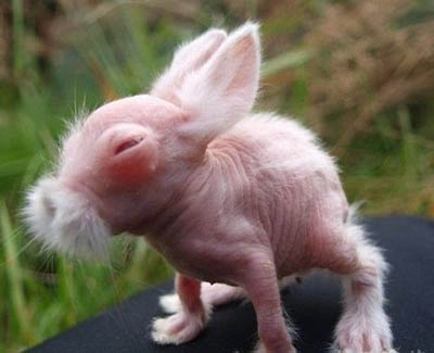 你是小兔兔吗？动物gif搞笑图片